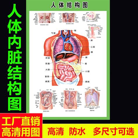 女性人体|人体解剖图e